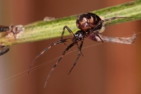 La Malmignatte des maisons. Une femelle (Araneae - Theridiidae - Steatoda triangulosa)